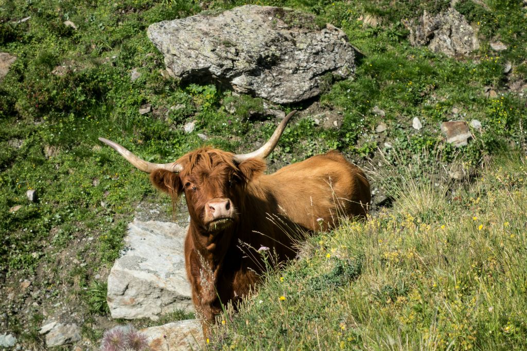 Vache des Highland égarée dans le Val d'Aoste ?